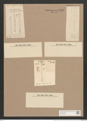 Synedra laevigata var. hyalina Grun. (de-Toni-Nr.: Genus 66, Species 2587) Zeichnungen Sammlung Grunow Nr. 5252 (NHMW-BOT-W0373629)